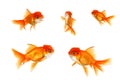 Multiple Orange Goldfish