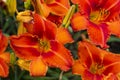 Multiple outdoor bright orange lily flowers