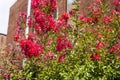 Multiple outdoor pink flowers blooming on a green bush