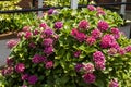 Multiple outdoor pink flowers blooming in the green bush