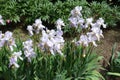 Multiple pale violet flowers of irises