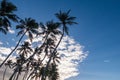 Multiple palm trees silhouetted against a blue sunny sky with white clouds Royalty Free Stock Photo