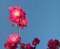 Pink blossoms of peach tree with copy space on blue background Royalty Free Stock Photo