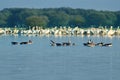 Multiple pelicans and other birds eating fish - early morning wa