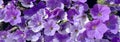 Violet petunias