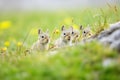 multiple pikas in field with one calling