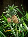 Multiple Pineapples Growing on Tropical Plant Royalty Free Stock Photo
