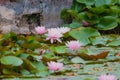 Multiple pink lilies in water. Royalty Free Stock Photo