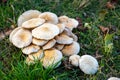 Multiple Poplar fieldcap mushroom (Cyclocybe cylindracea) fungus growing in grass, Salamanca, Spain