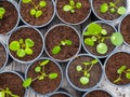 Multiple propagated pancake plant cuttings in black plastic pots Royalty Free Stock Photo