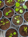 Multiple propagated pancake plant cuttings in black plastic pots