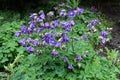 Multiple purple flowers of Aquilegia vulgaris Royalty Free Stock Photo