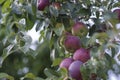 Purple ripe apples on a branch of an apple tree