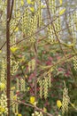 pendent yellow green bell shaped flowers