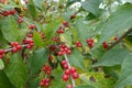 Multiple red berries in the leafage of Lonicera maackii