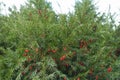 Multiple red berries in the leafage of yew