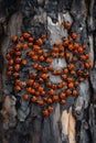 Several heart-shaped ladybugs gathering on the bark of a tree trunk Royalty Free Stock Photo