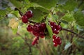 Red currants growing in summer Royalty Free Stock Photo
