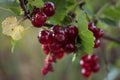 Red currants growing in summer Royalty Free Stock Photo