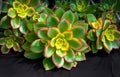 Red and green aeonium succulent cacti closeup Royalty Free Stock Photo