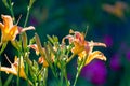 Red and orange day lilies in sunshine Royalty Free Stock Photo