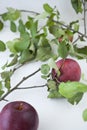 Red organic apples with leaves