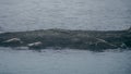 Multiple seals resting on a rock, iceland Royalty Free Stock Photo