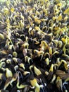 Multiple seedling of sunflower Royalty Free Stock Photo