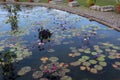 Multiple shades of pink and purple water lily flowers, pads and Elephant Ear aquatic plants in a large outdoor pond Royalty Free Stock Photo