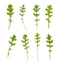 Multiple signle eruca sativa rucola arugula fresh