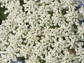 Multiple small cute white flowers