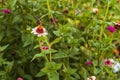 Multiple small flowers blooming in a flower garden