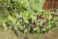 Multiple small green cactuses in the front yard