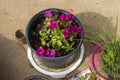 Multiple small outdoor purple flowers in a black flower plant