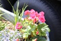 Multiple small pink flowers in the bright sunny weather