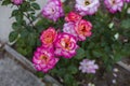 Multiple small pink roses blooming in the outdoor sunshine