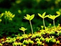 Multiple small seedlings growing in a rich soil in morning sunlight.