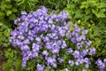 Multiple small spring purple flowers in a flower garden bed