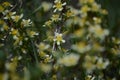 White Flowers covering a branch Royalty Free Stock Photo