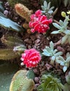 Multiple species of cacti and succulents in a planter at Villa Cipressi in Varenna, Italy.