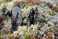 Multiple species of lichen growing in Alaska