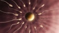 Multiple sperm swim toward a glowing egg in a biological 3D rendering representing conception and the miracle of new life Royalty Free Stock Photo