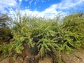 Multiple Sprawled Desert Wild Acacia Tree Bushes Blooming Yellow Fuzz Ball Blossoms Distant LandScape Sky Nature View Photo