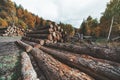 Multiple stacks of logs in the woods Royalty Free Stock Photo