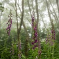 Multiple Stems Of Foxglove Blooms Stand Tall In The Morning Fog Royalty Free Stock Photo