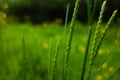 multiple stems of wild grass flowering Royalty Free Stock Photo