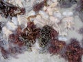 Multiple Stranded Jellyfish between Brown Seaweeds