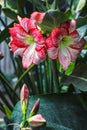 Multiple stripy pink white hippeastrum amaryllis flowers with red stripes on petals in nature garden background Star Lily Amaryl Royalty Free Stock Photo