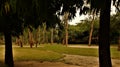 Multiple trees and grass field framed by silhouette of tree trunks at Sanjay Lake Park Royalty Free Stock Photo