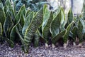 Tropical Sansevieria Trifasciata Snakeplant growing in a row